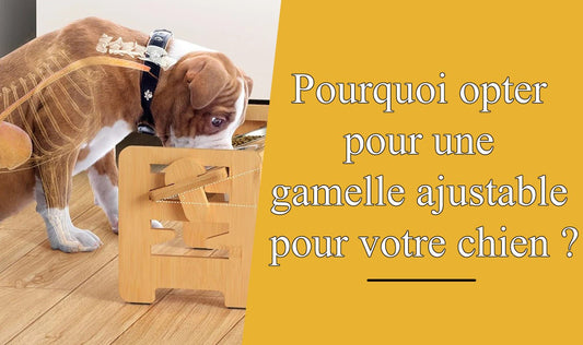 3 Supports de Gamelles Ajustables qui Transforment les Repas de Votre Chien - Palais Canin
