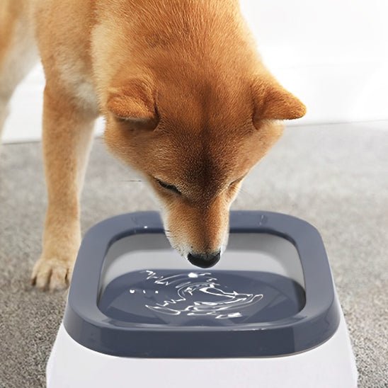 Chiba buvant dans gamelle pour chien (InterestingBowlâą) Palais Canin