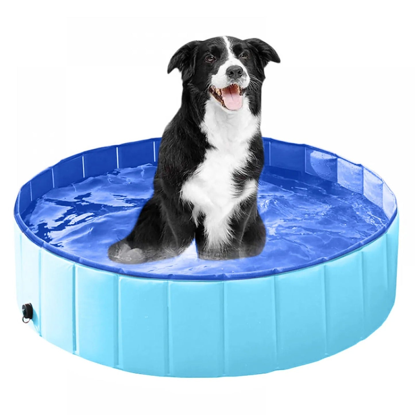 Chien dans piscine bleu (HolyPool™) Palais Canin