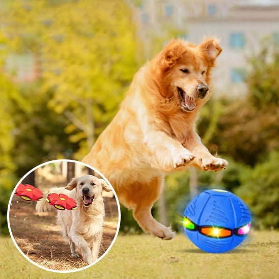 Chien jouant avec balle (IncredibleBall™) Palais Canin