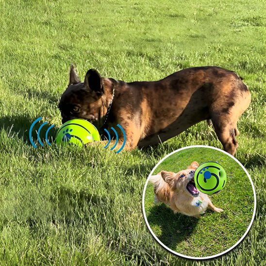 Chien jouant avec balle pour chien (RollingBallâą) Palais-Canin