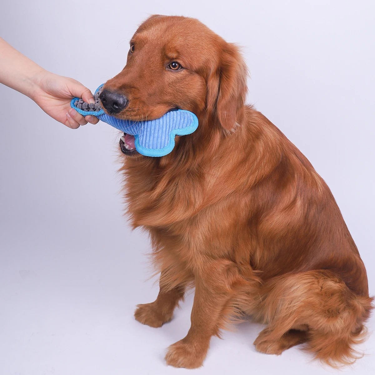 Chien tenant peluche en bouche (FlexibleBone™) Palais Canin