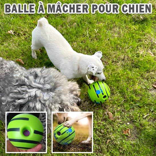 Deux chien jouant avec balle pour chien (RollingBallâą) Palais Canin