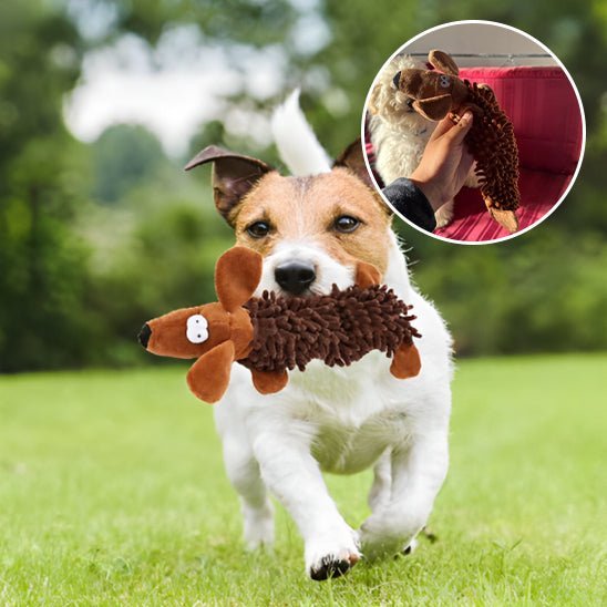 Petit chien avec peluche pour chien (CarpetPetâą) Palais Canin