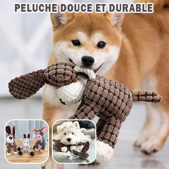 Petit chien jouant avec peluche (CuriousDonkey™) Palais Canin