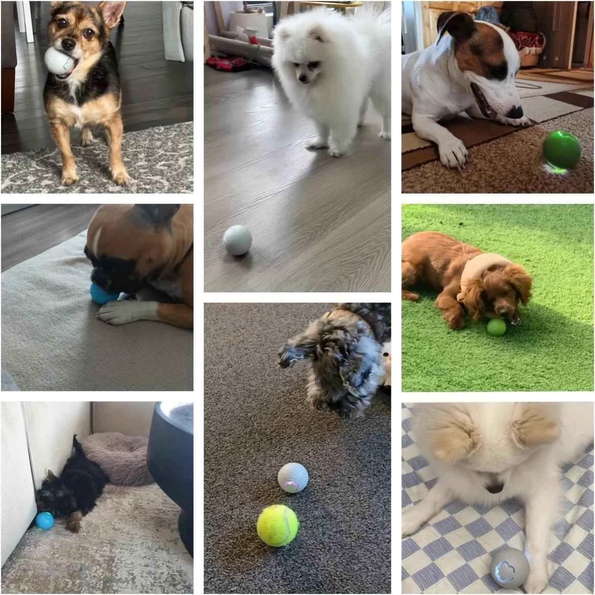 Balle pour Chien - FindBallâą - Palais Canin