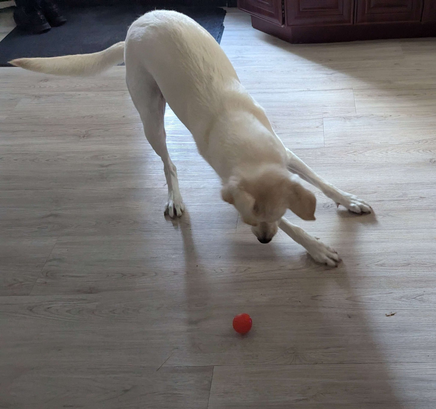 Balle pour Chien - RunnerBall™ - Palais Canin