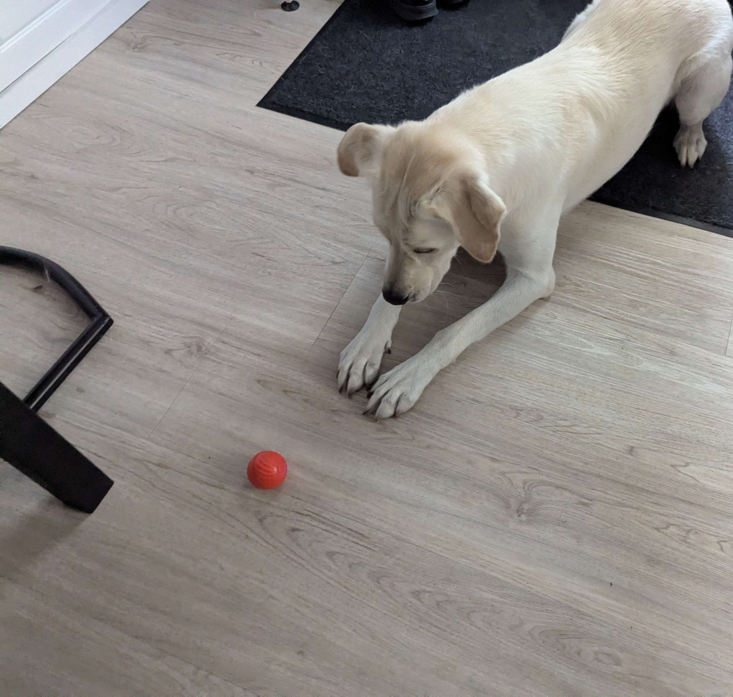Balle pour Chien - RunnerBall™ - Palais Canin