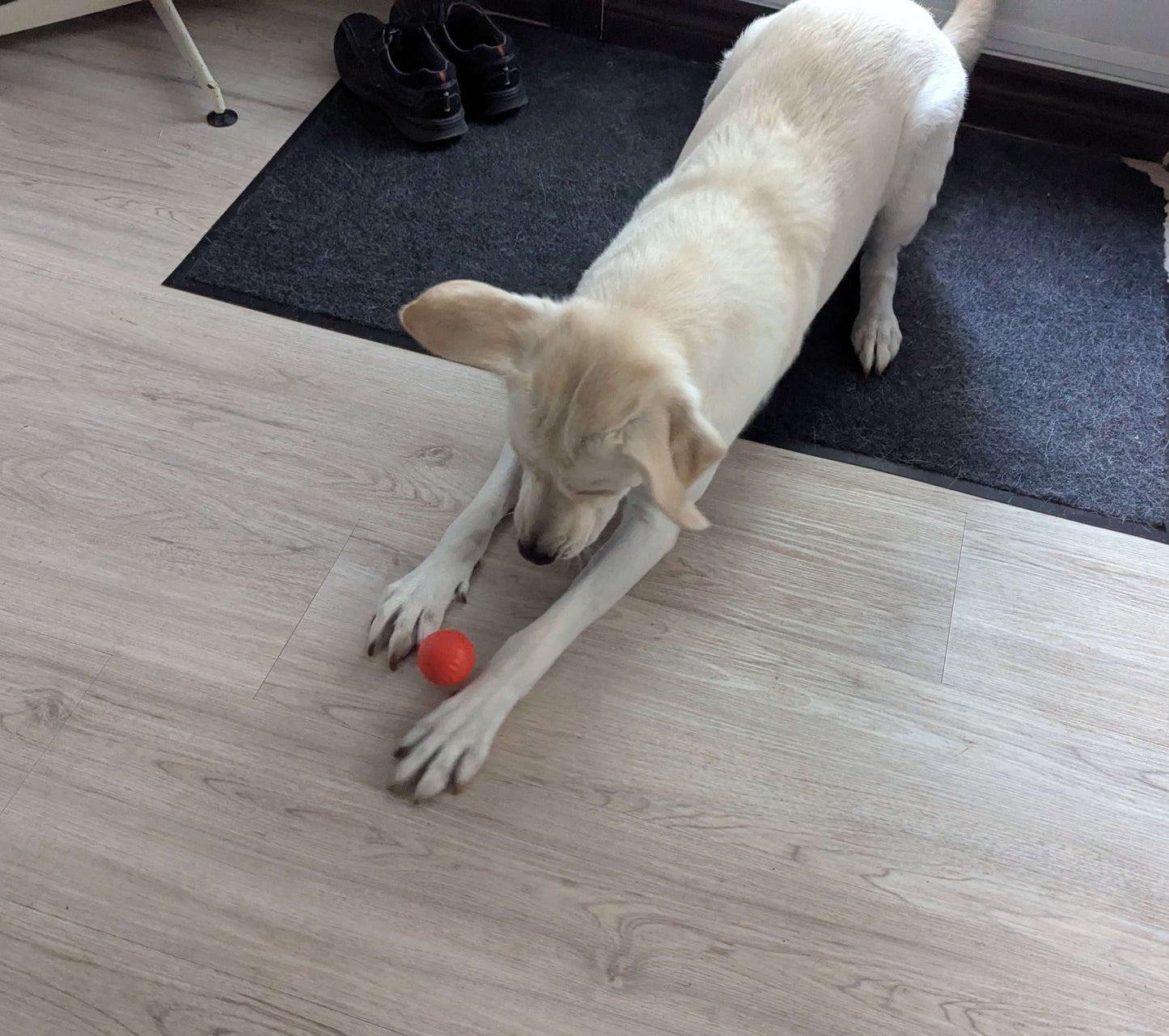 Balle pour Chien - RunnerBall™ - Palais Canin