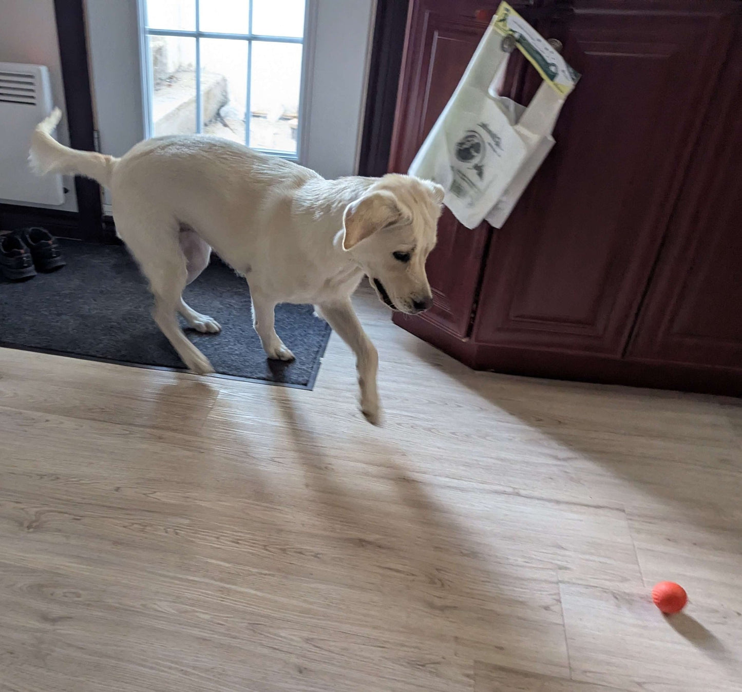 Balle pour Chien - RunnerBall™ - Palais Canin