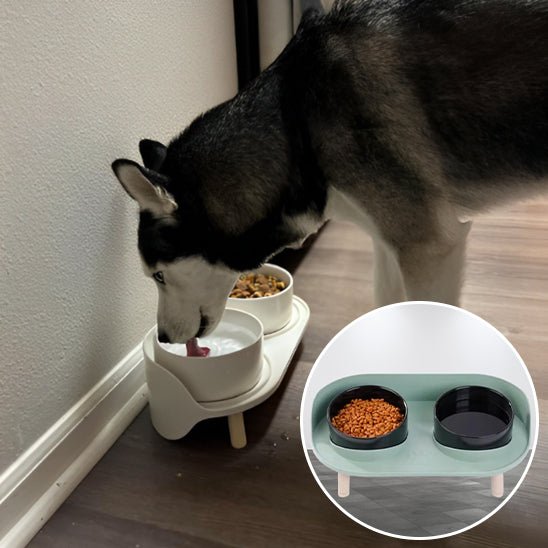 Husky dans gamelle pour chien (SplandideBowl™) Palais Canin