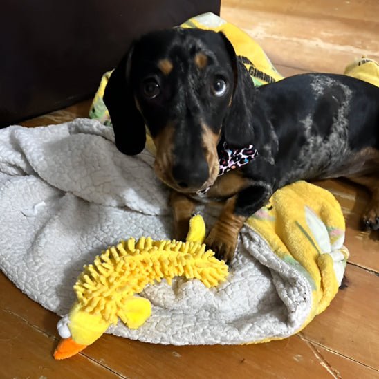 Peluche pour Chien - CarpetPetâą - Palais Canin