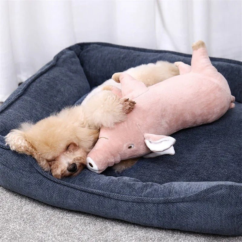 Caniche qui dort avec peluche cochon (PrettyPig™) Palais Canin