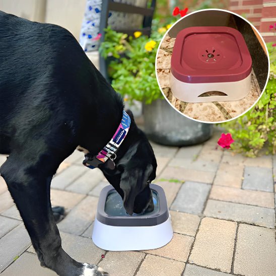 Chien buvant dans gamelle (InterestingBowl™) Palais Canin
