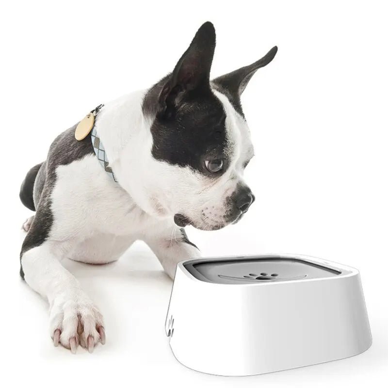 Chien regarde gamelle pour chien (BowlDog™) Palais Canin