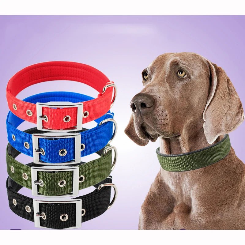 Collier pour Chien : Confort et Sécurité pour Tous les Compagnons à Quatre Pattes - Palaiscanin