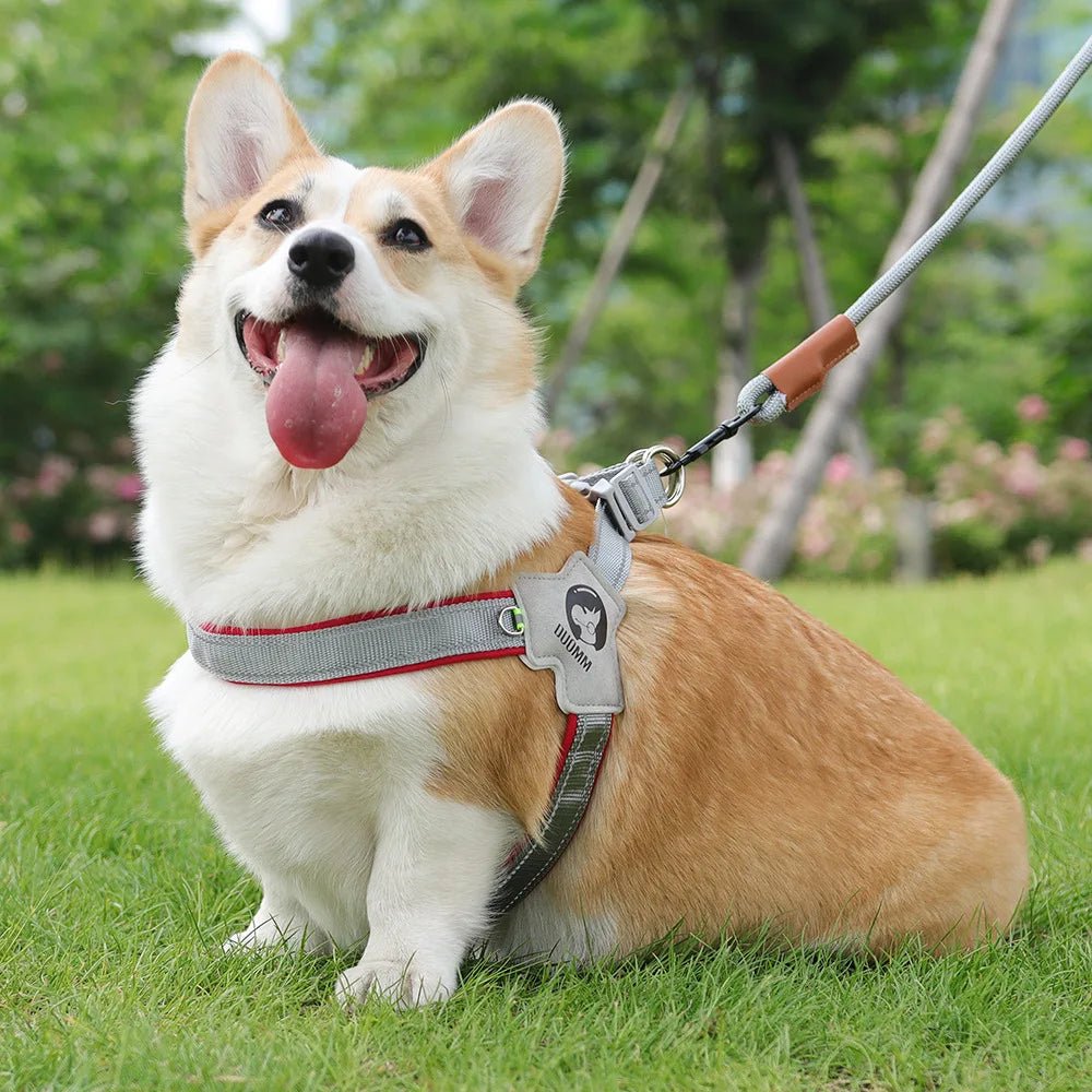 HARNAIS pour Chien : Confort et Sécurité pour Votre Compagnon à Quatre Pattes - Palaiscanin