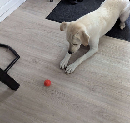 Balle pour Chien - RunnerBall™ - Palais Canin