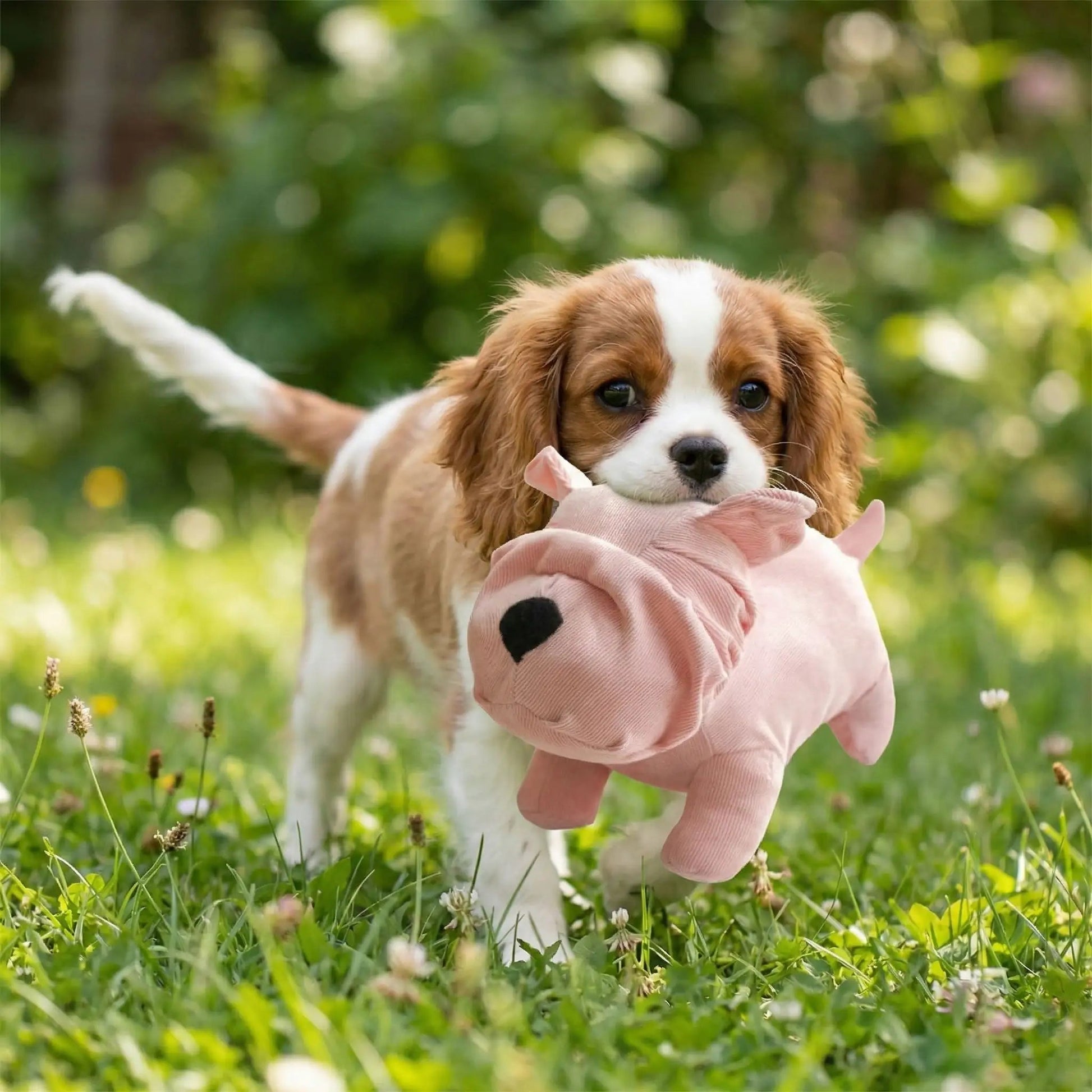 Peluche pour Chien - SweetBuldog™ - Palais Canin