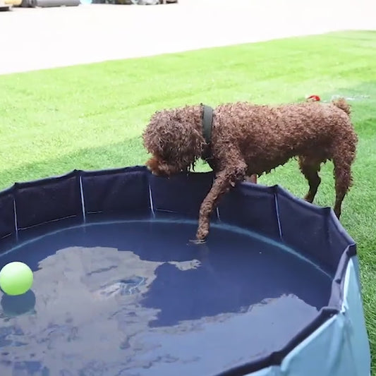 PISCINE POUR CHIEN- Aquadog