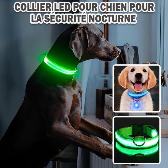 Collier Chien Lumineux | MAGICFLUO™ pour Sécurité Nocturne Optimale - Palaiscanin