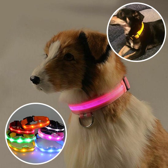 Collier Chien Lumineux | MAGICFLUO™ pour Sécurité Nocturne Optimale - Palaiscanin